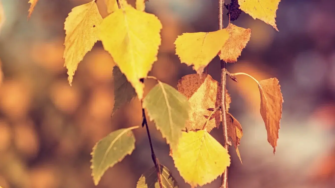 herbstlich verfärbte Birkenblätter leuchten im letzten Sonnenlicht